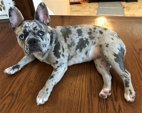 buldog francuski blue merle|Blue Merle French Bulldog – Everything You Want to。